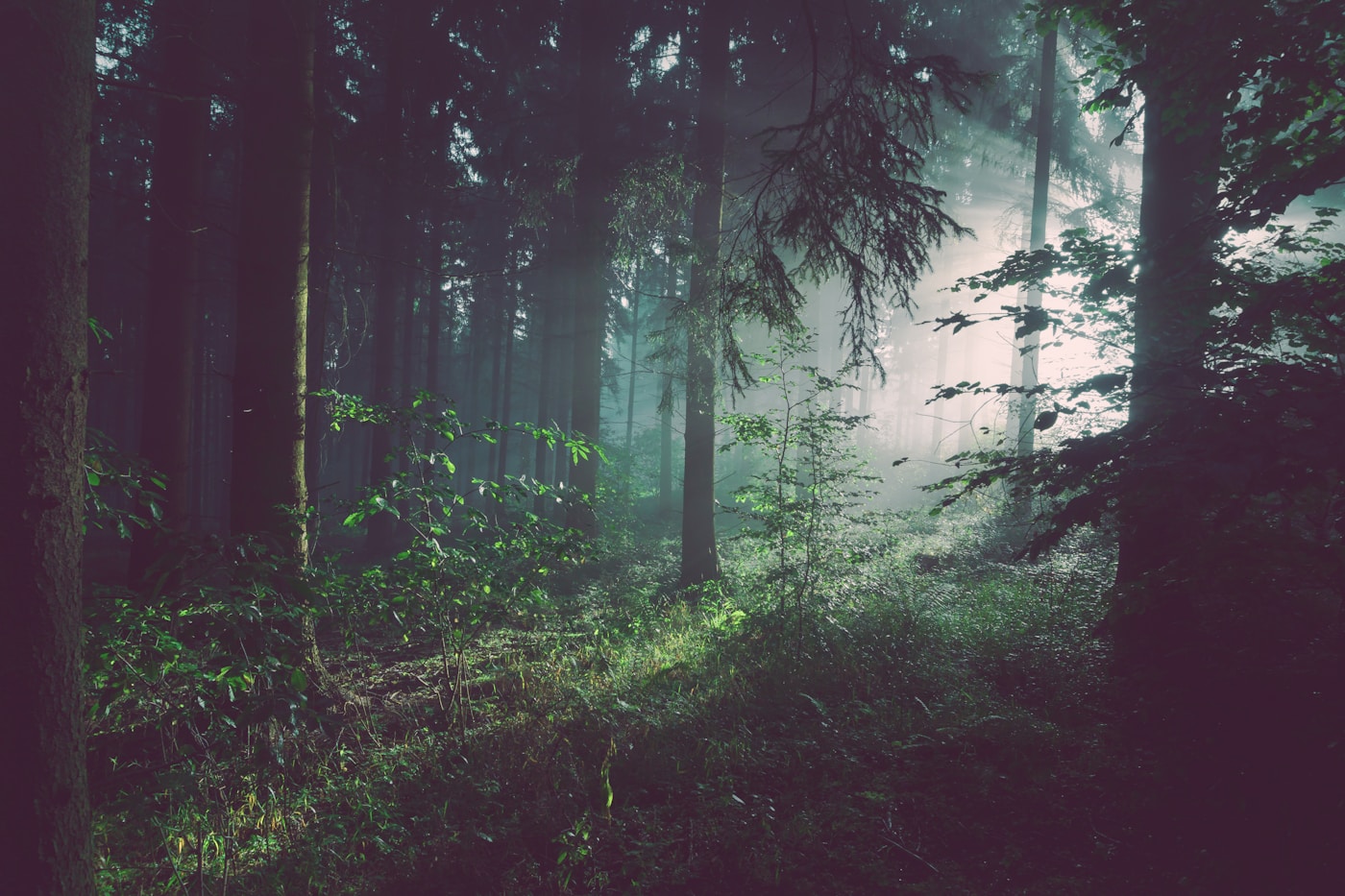 Misty morning light through trees on a green slope near Bukit Timah